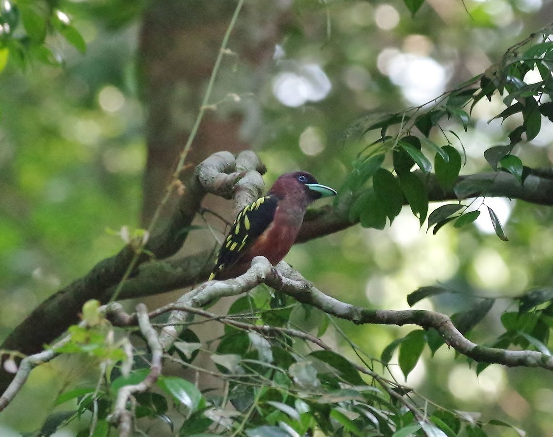 Banded broadbill (Eurylaimus javanicus) Panti Forest Sanctuary, Malaysia. Aug 29, 2015. Banded broadbill,Eurylaimus javanicus,Geotagged,Malaysia,Summer