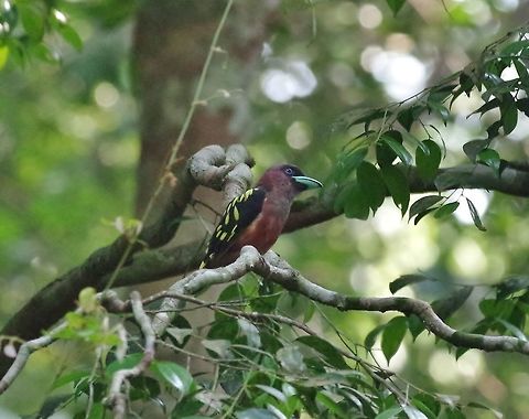 Banded broadbill (Eurylaimus javanicus) Panti Forest Sanctuary, Malaysia. Aug 29, 2015. Banded broadbill,Eurylaimus javanicus,Geotagged,Malaysia,Summer