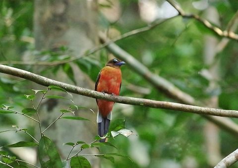 Scarlet-rumped trogon (Harpactes duvaucelii) Panti Forest Sanctuary, Malaysia. Aug 29, 2015. Geotagged,Harpactes duvaucelii,Malaysia,Scarlet-rumped trogon,Summer