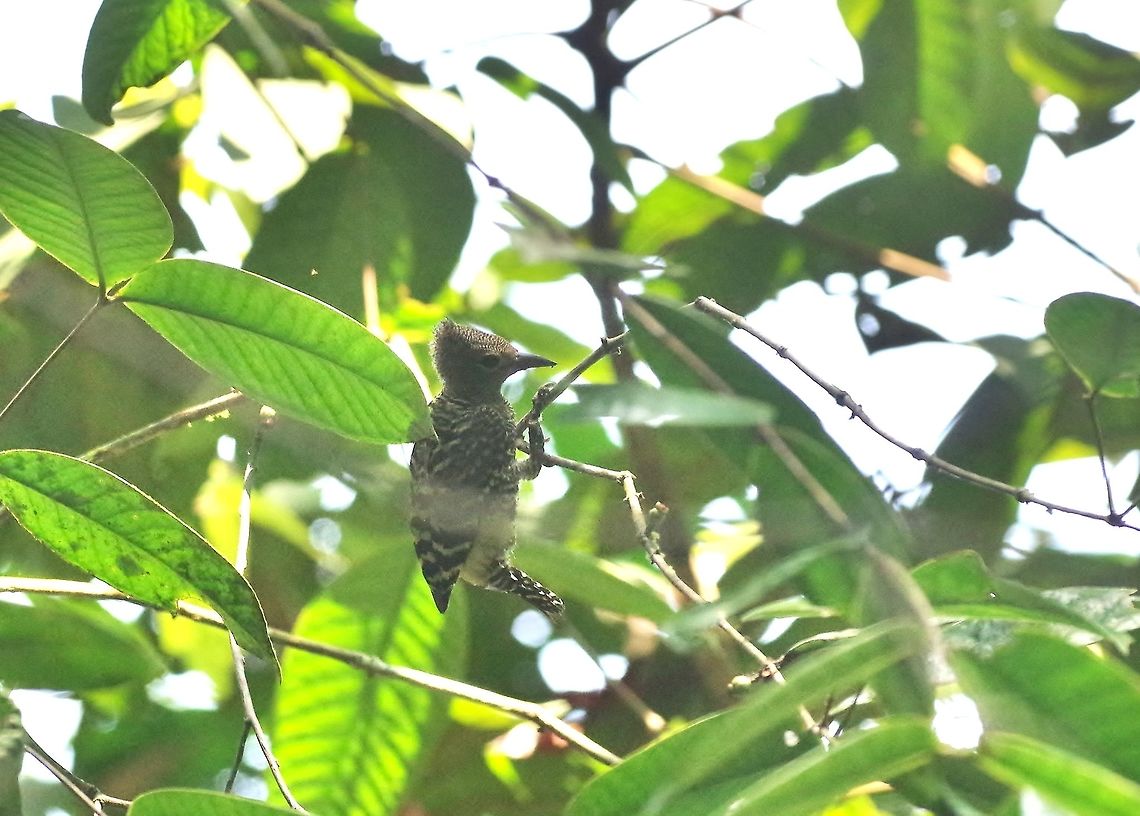Buff-rumped woodpecker (Meiglyptes grammithorax) Panti Forest Sanctuary, Malaysia. Aug 29, 2015. Buff-rumped woodpecker,Geotagged,Malaysia,Meiglyptes grammithorax,Summer