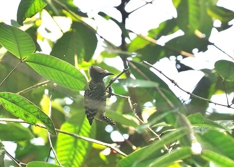 Buff-rumped woodpecker (Meiglyptes grammithorax) Panti Forest Sanctuary, Malaysia. Aug 29, 2015. Buff-rumped woodpecker,Geotagged,Malaysia,Meiglyptes grammithorax,Summer