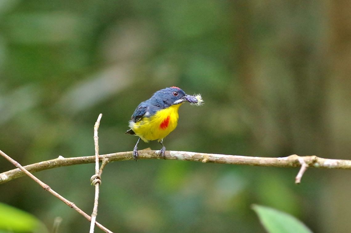 Crimson-breasted flowerpecker (Prionochilus percussus) Panti Forest Sanctuary, Malaysia. Aug 29, 2015. Crimson-breasted flowerpecker,Geotagged,Malaysia,Prionochilus percussus,Summer