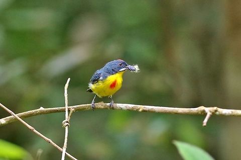 Crimson-breasted flowerpecker (Prionochilus percussus) Panti Forest Sanctuary, Malaysia. Aug 29, 2015. Crimson-breasted flowerpecker,Geotagged,Malaysia,Prionochilus percussus,Summer