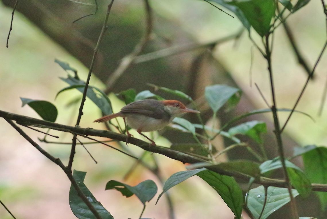 Rufous-tailed tailorbird (Orthotomus sericeus) Panti Forest Sanctuary, Malaysia. Aug 29, 2015. Geotagged,Malaysia,Orthotomus sericeus,Rufous-tailed tailorbird,Summer