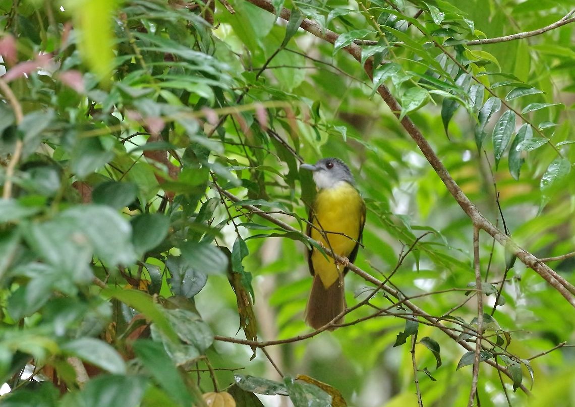 Yellow-bellied bulbul (Alophoixus phaeocephalus) Panti Forest Sanctuary, Malaysia. Aug 29, 2015. Alophoixus phaeocephalus,Geotagged,Malaysia,Summer,Yellow-bellied bulbul