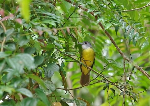 Yellow-bellied bulbul (Alophoixus phaeocephalus) Panti Forest Sanctuary, Malaysia. Aug 29, 2015. Alophoixus phaeocephalus,Geotagged,Malaysia,Summer,Yellow-bellied bulbul