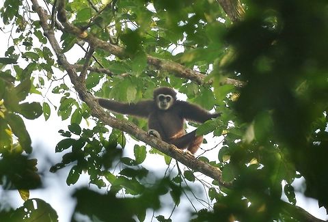 Lar gibbon (Hylobates lar) Panti Forest Sanctuary, Malaysia. Aug 29, 2015. Geotagged,Hylobates lar,Lar gibbon,Malaysia,Summer