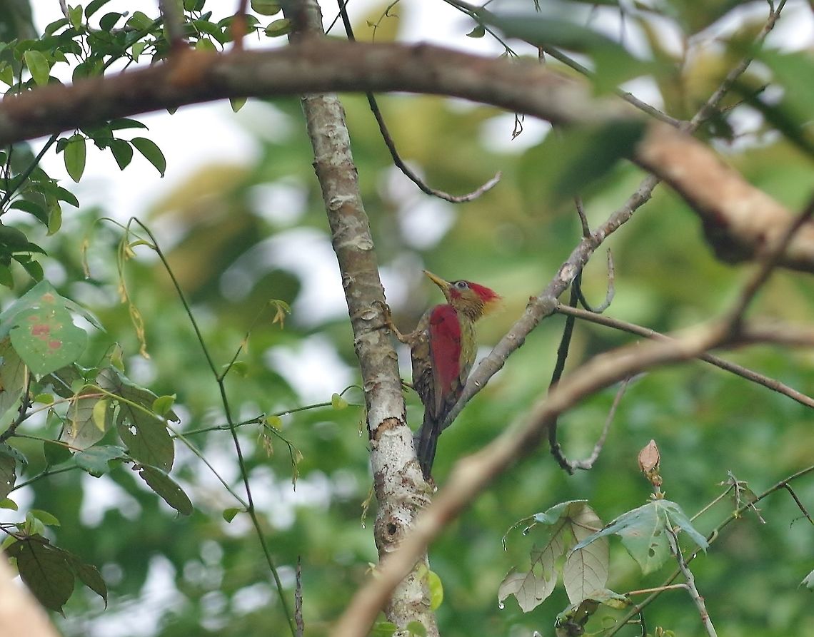Crimson-winged woodpecker (Picus puniceus) Panti Forest Sanctuary, Malaysia. Aug 30, 2015. Crimson-winged woodpecker,Geotagged,Malaysia,Picus puniceus,Summer