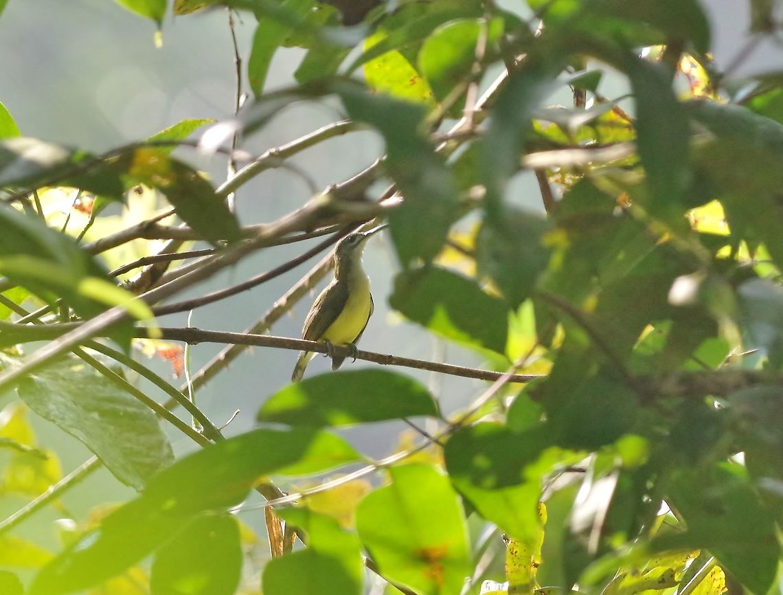 Little spiderhunter (Arachnothera longirostra) Panti Forest Sanctuary, Malaysia. Aug 30, 2015. Arachnothera longirostra,Geotagged,Little spiderhunter,Malaysia,Summer