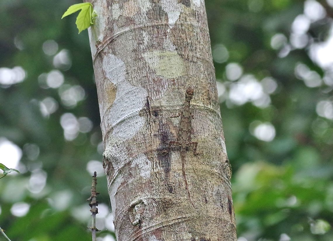 Common gliding lizard (Draco sumatranus) Panti Forest Sanctuary, Malaysia. Aug 30, 2015. Common gliding lizard,Draco sumatranus,Geotagged,Malaysia,Summer