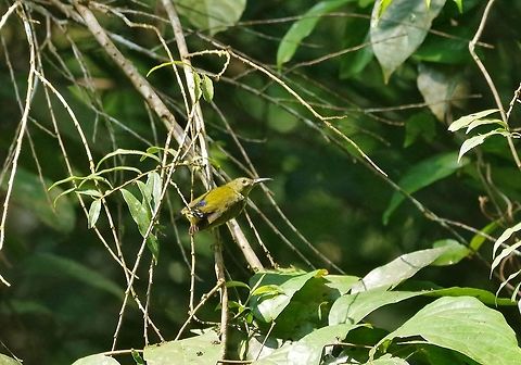 Purple-naped sunbird (Hypogramma hypogrammicum) Panti Forest Sanctuary, Malaysia. Aug 30, 2015. Geotagged,Hypogramma hypogrammicum,Malaysia,Purple-naped sunbird,Summer