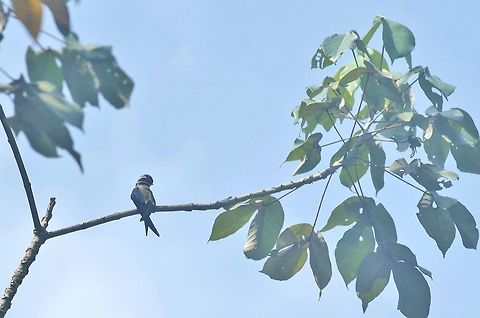 Whiskered treeswift (Hemiprocne comata) Panti Forest Sanctuary, Malaysia. Aug 30, 2015. Geotagged,Hemiprocne comata,Malaysia,Summer,Whiskered treeswift