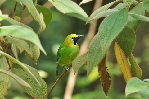 Blue-winged leafbird (Chloropsis cochinchinensis) Panti Forest Sanctuary, Malaysia. Aug 30, 2015. Blue-winged leafbird,Chloropsis cochinchinensis,Geotagged,Malaysia,Summer