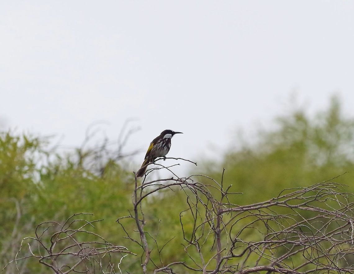 White-cheeked honeyeater (Phylidonyris niger) City Beach, Perth, WA. Jul 25, 2015. Australia,Geotagged,Phylidonyris niger,White-cheeked honeyeater,Winter