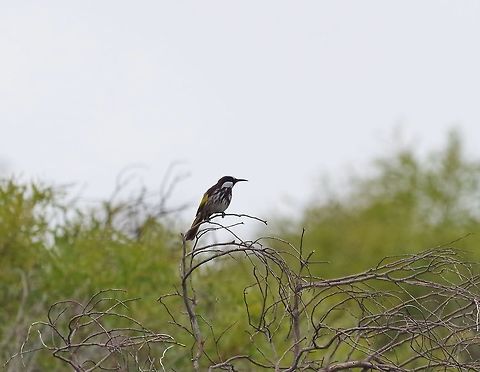 White-cheeked honeyeater (Phylidonyris niger) City Beach, Perth, WA. Jul 25, 2015. Australia,Geotagged,Phylidonyris niger,White-cheeked honeyeater,Winter