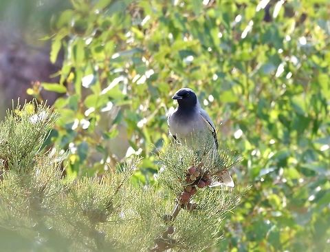 Black-faced cuckooshrike (Coracina novaehollandiae) Bold Park, Perth, WA. Jul 25, 2015 Australia,Black-faced cuckooshrike,Coracina novaehollandiae,Geotagged,Winter