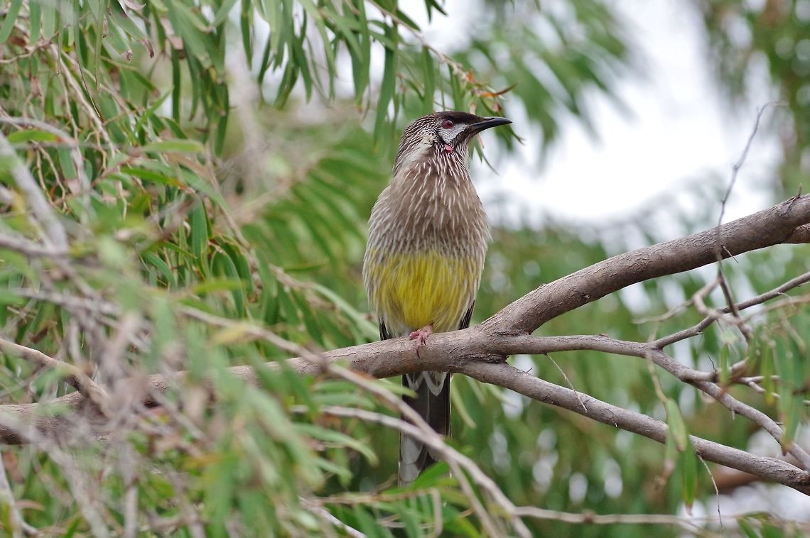 Red Wattlebird (Anthochaera carunculata) City Beach, Perth, WA. Jul 25, 2015 Anthochaera carunculata,Australia,Geotagged,Red Wattlebird,Winter