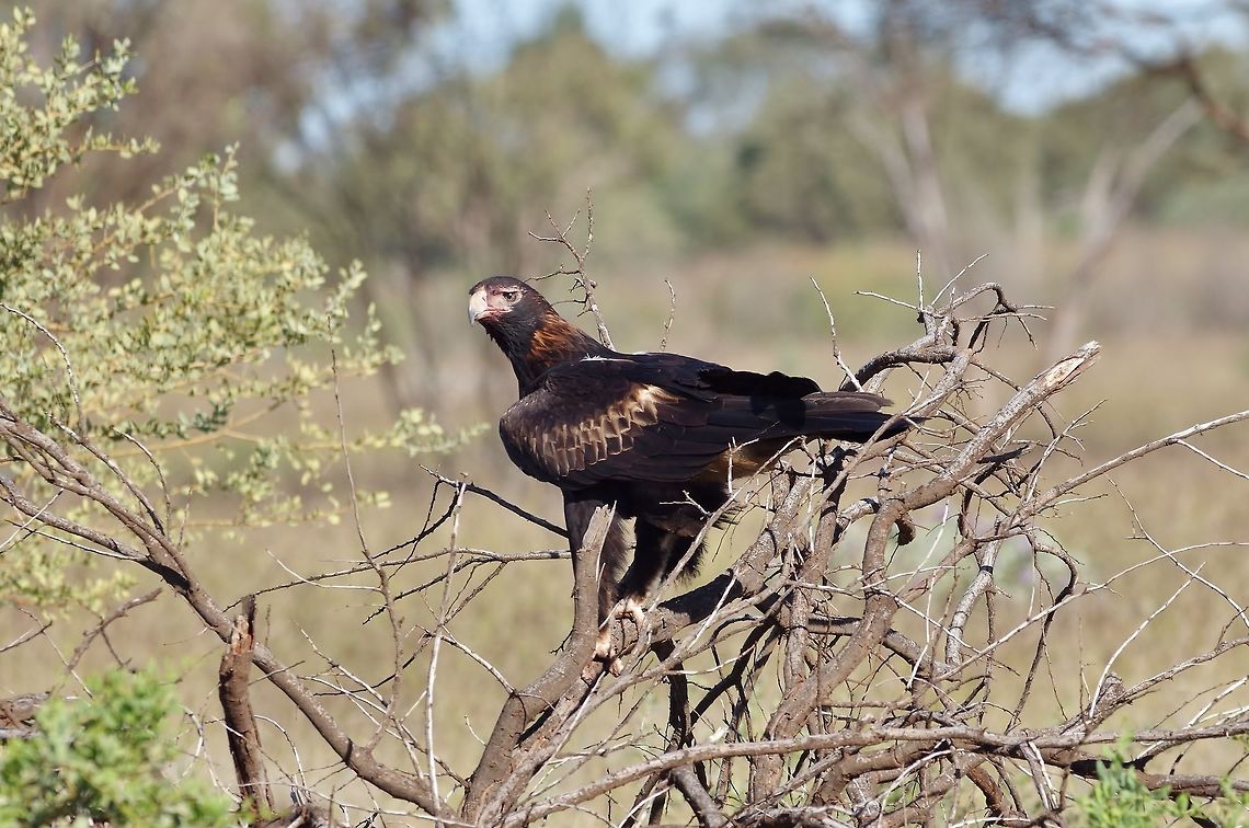 Wedge-tailed eagle (Aquila audax) Jigalong track, WA. Jul 26, 2015. Aquila audax,Australia,Geotagged,Summer,Wedge-tailed eagle,Winter