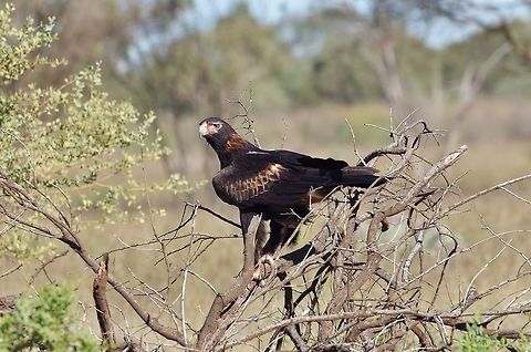Wedge-tailed eagle (Aquila audax) Jigalong track, WA. Jul 26, 2015. Aquila audax,Australia,Geotagged,Summer,Wedge-tailed eagle,Winter