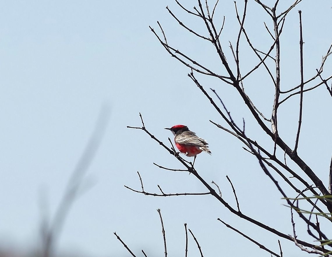 Crimson chat (Epthianura tricolor) Little Sandy Desert, WA. Jul 26, 2015 Australia,Crimson chat,Epthianura tricolor,Geotagged,Winter