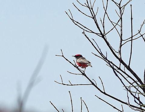 Crimson chat (Epthianura tricolor) Little Sandy Desert, WA. Jul 26, 2015 Australia,Crimson chat,Epthianura tricolor,Geotagged,Winter
