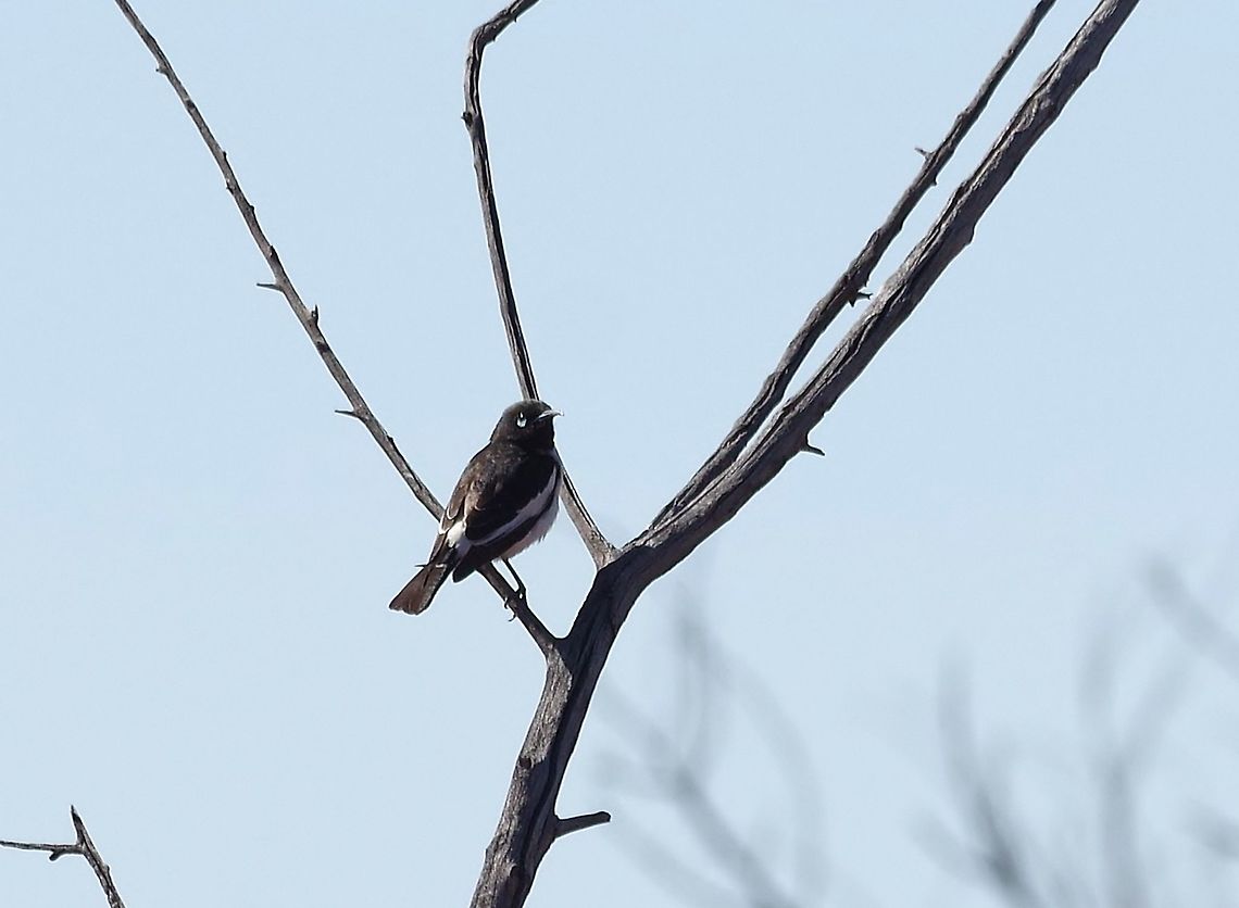 Pied honeyeater (Certhionyx variegatus) Little Sandy Desert, WA. Jul 26, 2015 Australia,Certhionyx variegatus,Geotagged,Pied honeyeater,Winter