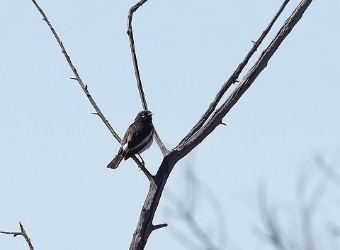 Pied honeyeater (Certhionyx variegatus) Little Sandy Desert, WA. Jul 26, 2015 Australia,Certhionyx variegatus,Geotagged,Pied honeyeater,Winter