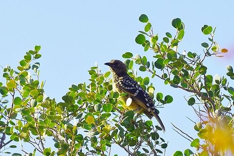 Western bowerbird (Chlamydera guttata) Wanna Munna, WA. Jul 28, 2015. Australia,Chlamydera guttata,Geotagged,Western bowerbird,Winter