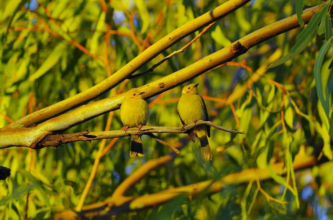 White-plumed honeyeater (Lichenostomus penicillatus) Wanna Munna, WA. Jul 28, 2015. Australia,Geotagged,Lichenostomus penicillatus,White-plumed honeyeater,Winter