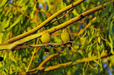 White-plumed honeyeater (Lichenostomus penicillatus) Wanna Munna, WA. Jul 28, 2015. Australia,Geotagged,Lichenostomus penicillatus,White-plumed honeyeater,Winter