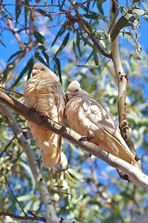 Little corella (Cacatua sanguinea) Wanna Munna, WA. Jul 28, 2015. Australia,Cacatua sanguinea,Geotagged,Little Corella,Winter