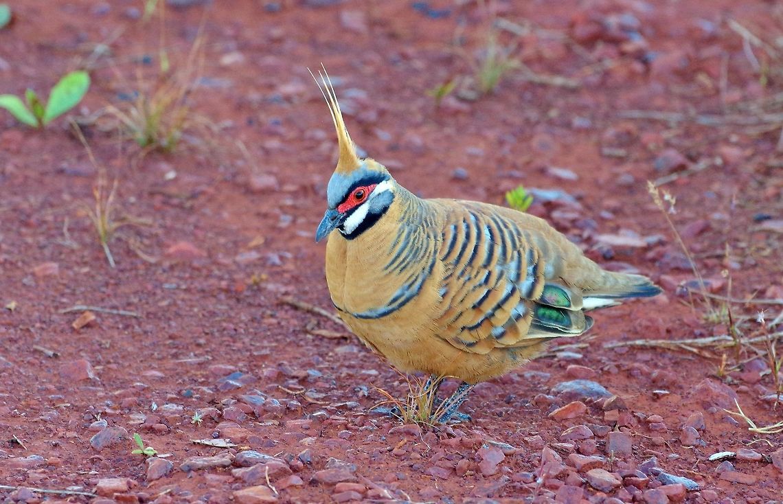 Spinifex Pigeon (Geophaps plumifera) Karijini National Park, WA. Jul 28, 2015. Australia,Geophaps plumifera,Geotagged,Spinifex Pigeon,Winter