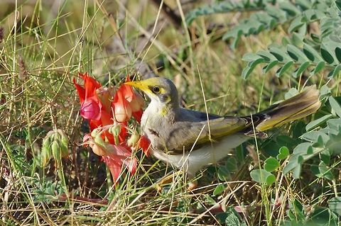 Yellow-throated miner (Manorina flavigula) pollinating Sturt's desert pea. North West Cape, WA. Jul 29, 2015. Australia,Geotagged,Manorina flavigula,Winter,Yellow-throated miner