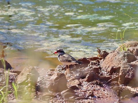 Black-fronted dotterel (Elseyornis melanops) Hardey River, WA. Jul 29, 2015. Australia,Black-fronted dotterel,Elseyornis melanops,Geotagged,Winter