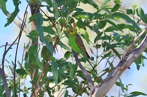 Budgerigar (Melopsittacus undulatus) Hardey River, WA. Jul 29, 2015. Australia,Budgerigar,Geotagged,Melopsittacus undulatus,Winter