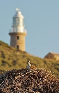 Osprey nesting. Vlamingh Head lighthouse, North West Cape, WA. Jul 29, 2015. Australia,Geotagged,Osprey,Pandion haliaetus,Winter