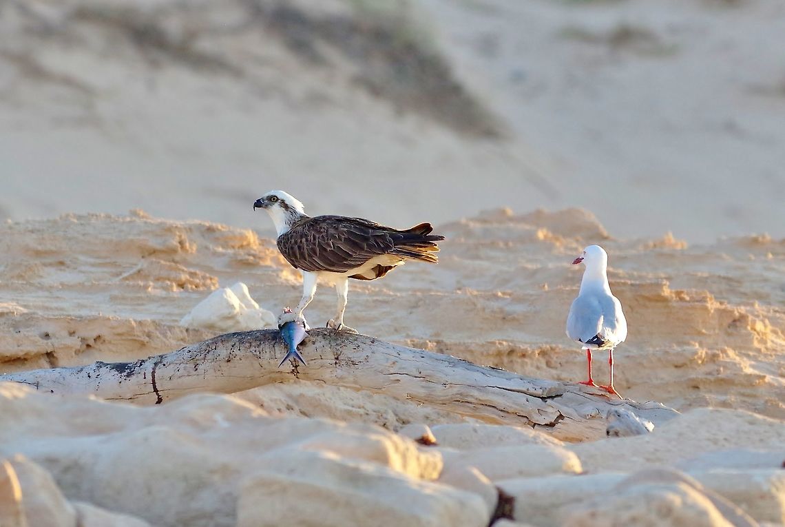 Don't even think about getting any closer! North West Cape, WA. Jul 29, 2015. Australia,Geotagged,Osprey,Pandion haliaetus,Winter