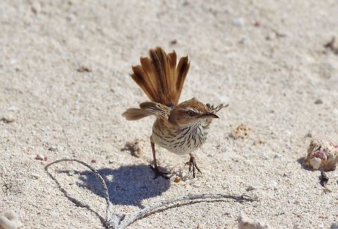 Rufous fieldwren (Calamanthus campestris) Turquoise Bay, WA. Jul 30, 2015. Australia,Calamanthus campestris,Geotagged,Rufous fieldwren,Winter