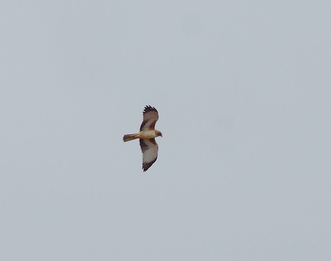 Little Eagle (Hieraaetus morphnoides) North West Coastal highway, WA. Jul 31, 2015. Australia,Geotagged,Hieraaetus morphnoides,Little Eagle,Winter