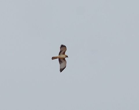 Little Eagle (Hieraaetus morphnoides) North West Coastal highway, WA. Jul 31, 2015. Australia,Geotagged,Hieraaetus morphnoides,Little Eagle,Winter