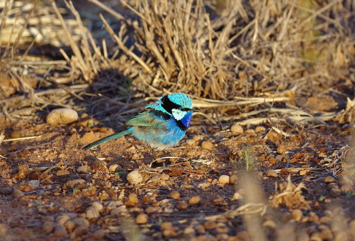 Splendid fairywren (Malurus splendens) Telegraph Station Historical Reserve, Alice Springs, NT, Aug 3, 2015. Australia,Geotagged,Malurus splendens,Splendid fairywren,Winter