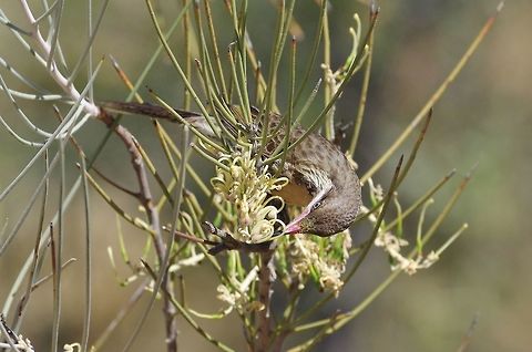 Spiny-cheeked honeyeater (Acanthagenys rufogularis) pollinating Hakea lorea.. Alice Springs Desert Park, NT. Aug 3, 2015. Acanthagenys rufogularis,Australia,Geotagged,Spiny-cheeked honeyeater,Winter
