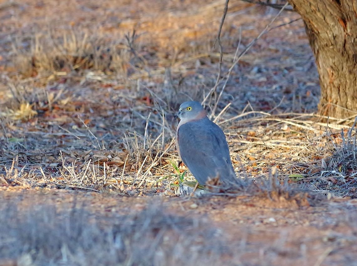Collared Sparrowhawk (Accipiter cirrocephalus) having just caught a honeyeater. Telegraph Station Historical Reserve, Alice Springs, NT, Aug 3, 2015. Accipiter cirrocephalus,Australia,Collared Sparrowhawk,Geotagged,Winter
