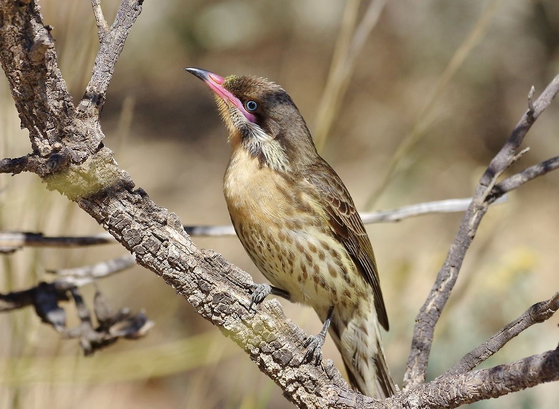Spiny-cheeked honeyeater (Acanthagenys rufogularis) portrait. Alice Springs Desert Park, NT. Aug 3, 2015. Acanthagenys rufogularis,Australia,Geotagged,Spiny-cheeked honeyeater,Winter