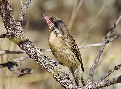 Spiny-cheeked honeyeater (Acanthagenys rufogularis) portrait. Alice Springs Desert Park, NT. Aug 3, 2015. Acanthagenys rufogularis,Australia,Geotagged,Spiny-cheeked honeyeater,Winter