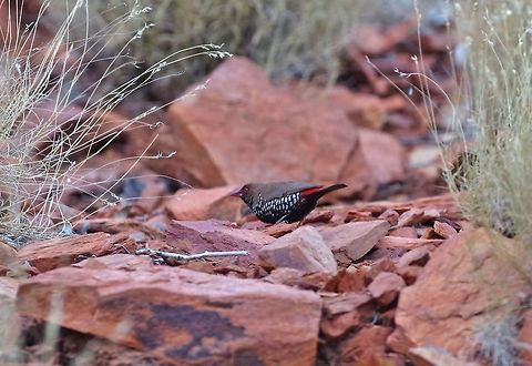 Painted finch (Emblema pictum) Standley Chasm, NT. Aug 3, 2015 Australia,Emblema pictum,Geotagged,Painted finch,Winter