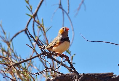Zebra Finch (Taeniopygia guttata) Larapinta Drive, NT. Aug 4, 2015. Australia,Geotagged,Taeniopygia guttata,Winter,Zebra Finch