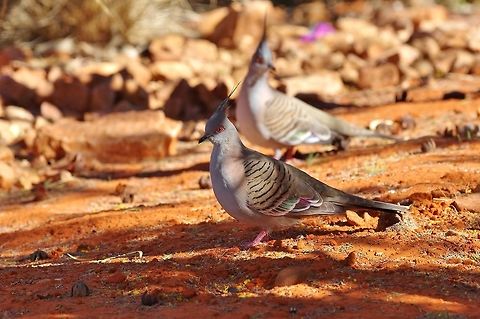 Crested Pigeon (Ocyphaps lophotes) Alice Springs Desert Park, NT. Aug 3, 2015. Australia,Crested Pigeon,Geotagged,Ocyphaps lophotes,Winter