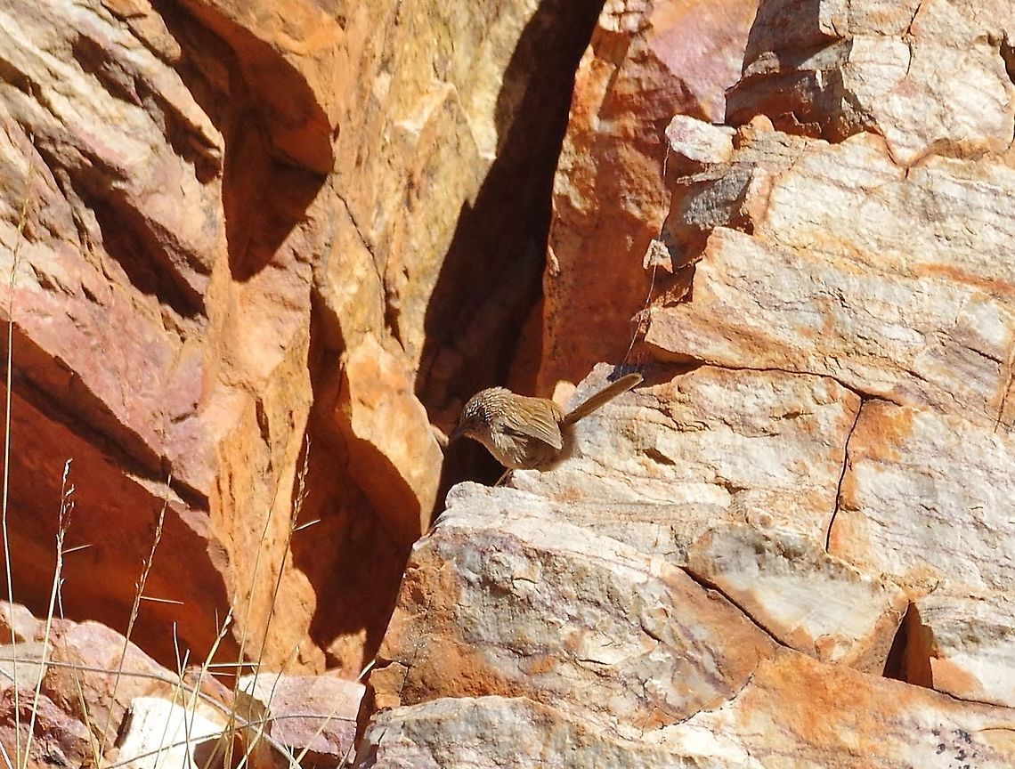 Dusky grasswren (Amytornis purnelli) Ormiston Gorge, NT. Aug 5, 2015. Amytornis purnelli,Australia,Dusky grasswren,Geotagged,Winter