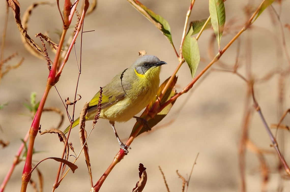 Grey-headed honeyeater (Lichenostomus keartlandi) Ormiston Gorge, NT. Aug 5, 2015. Australia,Geotagged,Grey-headed honeyeater,Lichenostomus keartlandi,Winter